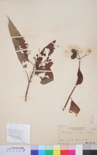 Specimen thumbnail